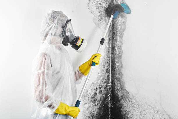 Best Commercial Mold Inspection  in Pine Island Center, FL